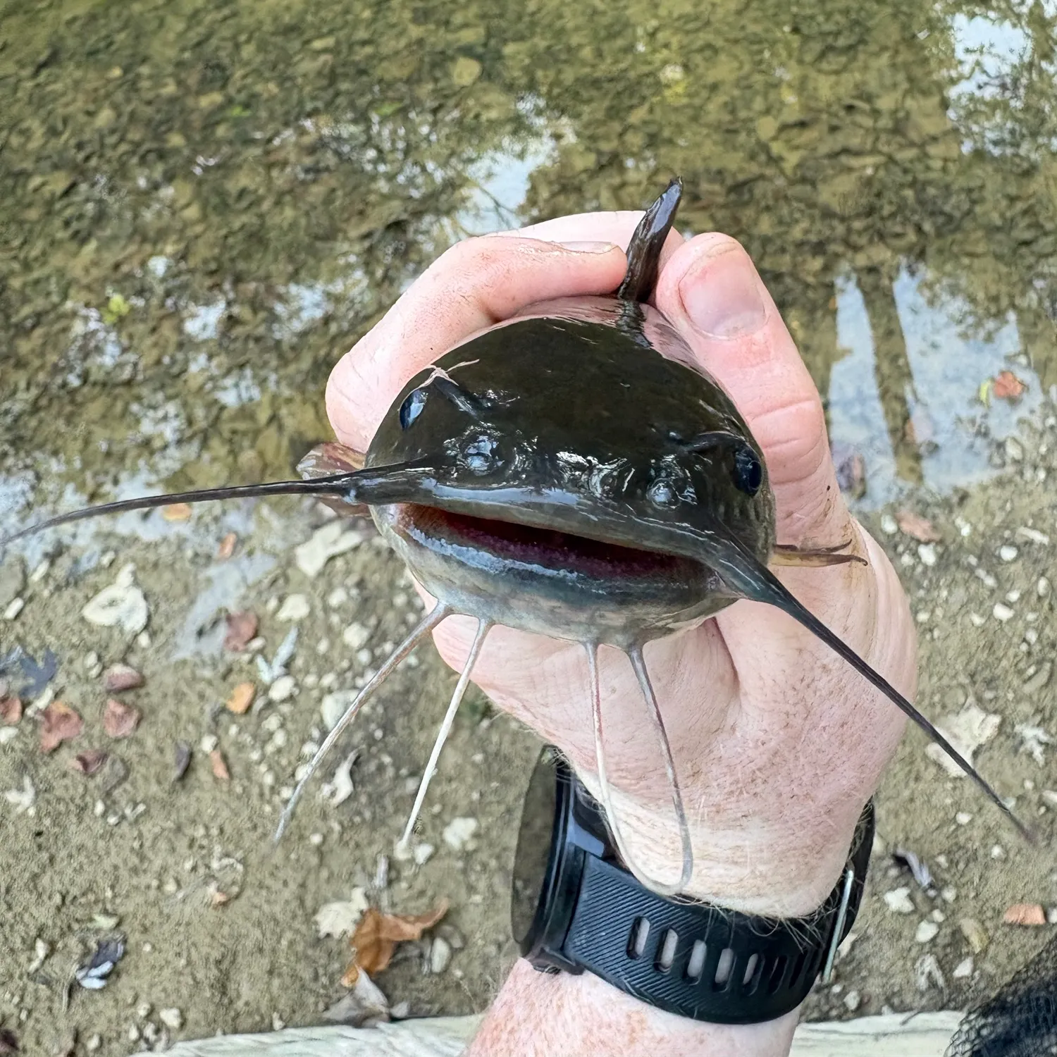 Black bullhead caught on Fishbrain