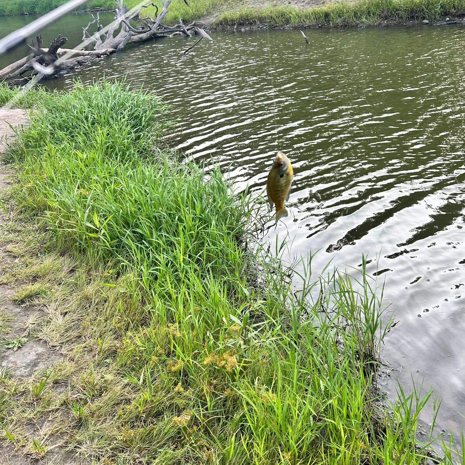 Bluegill caught on Fishbrain
