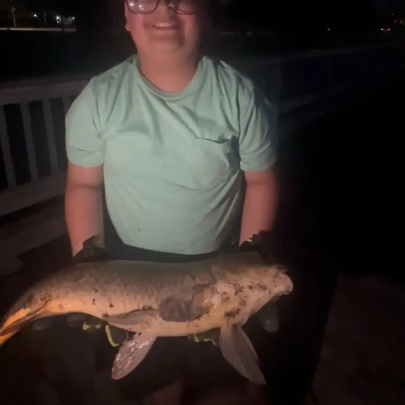Common carp caught on Fishbrain