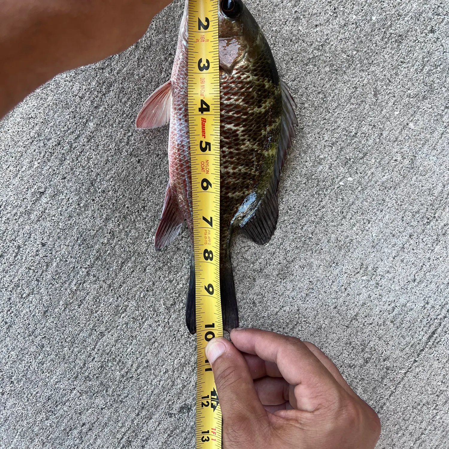 recently logged catches