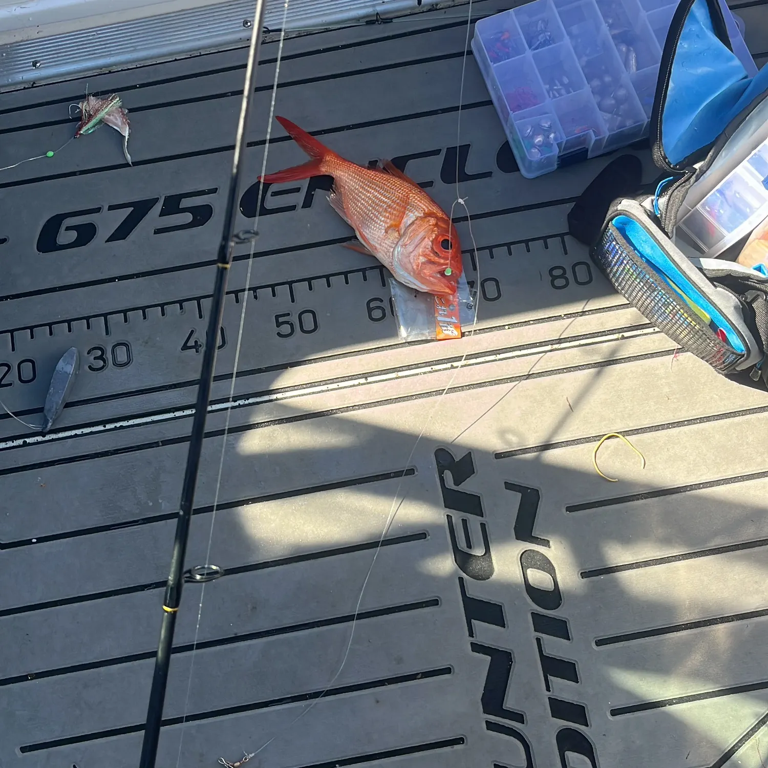 The most recent Yelloweye nannygai catches on Fishbrain