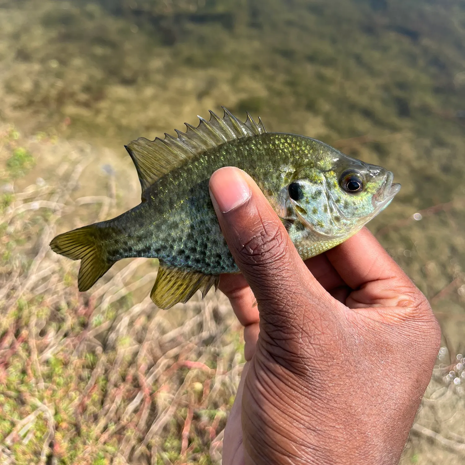 Bluegill caught on Fishbrain
