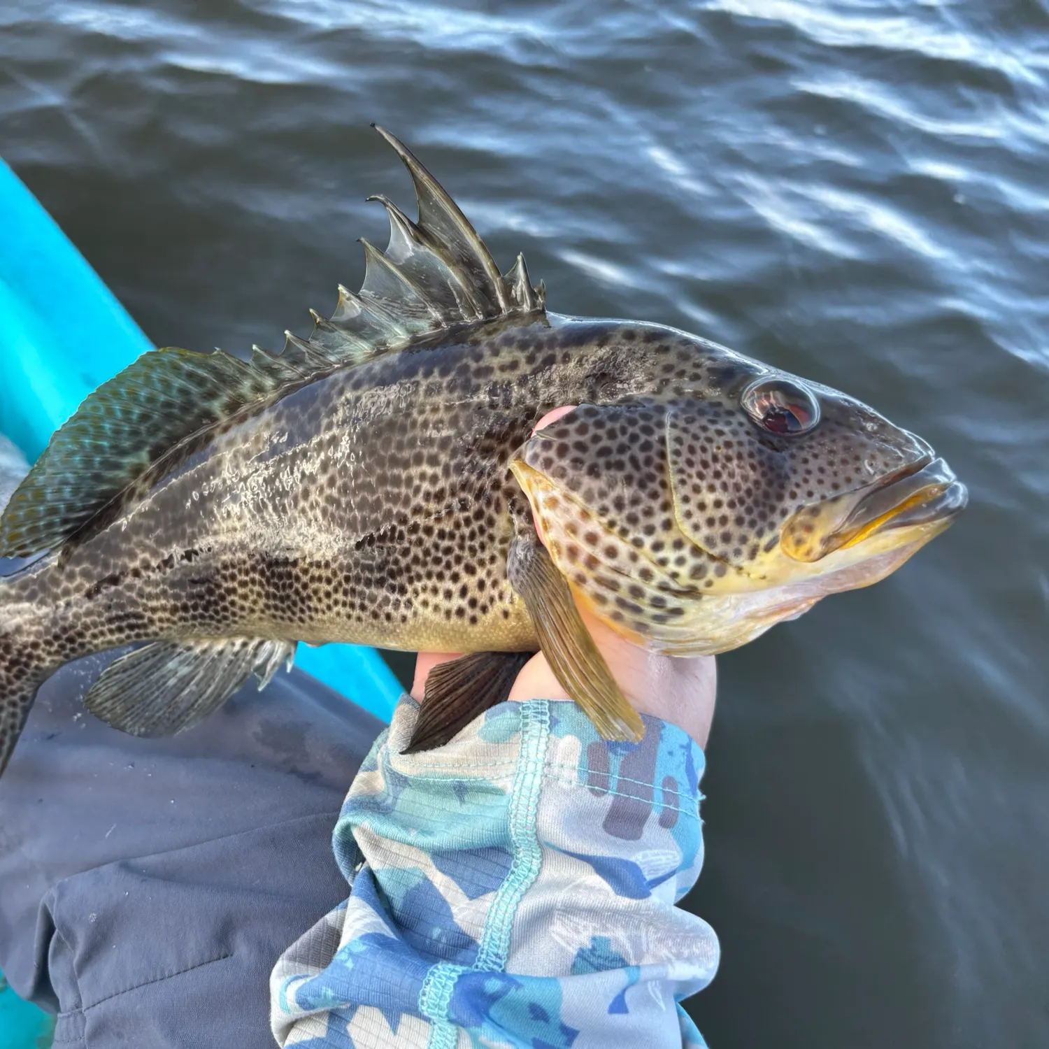 The most recent Spotted sand bass catches on Fishbrain