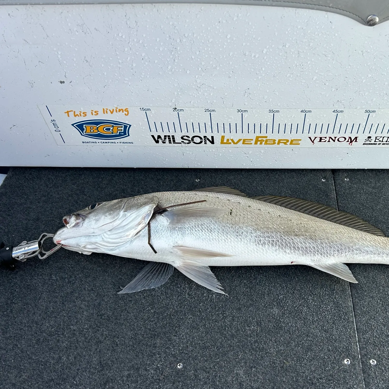 Japanese meagre caught on Fishbrain