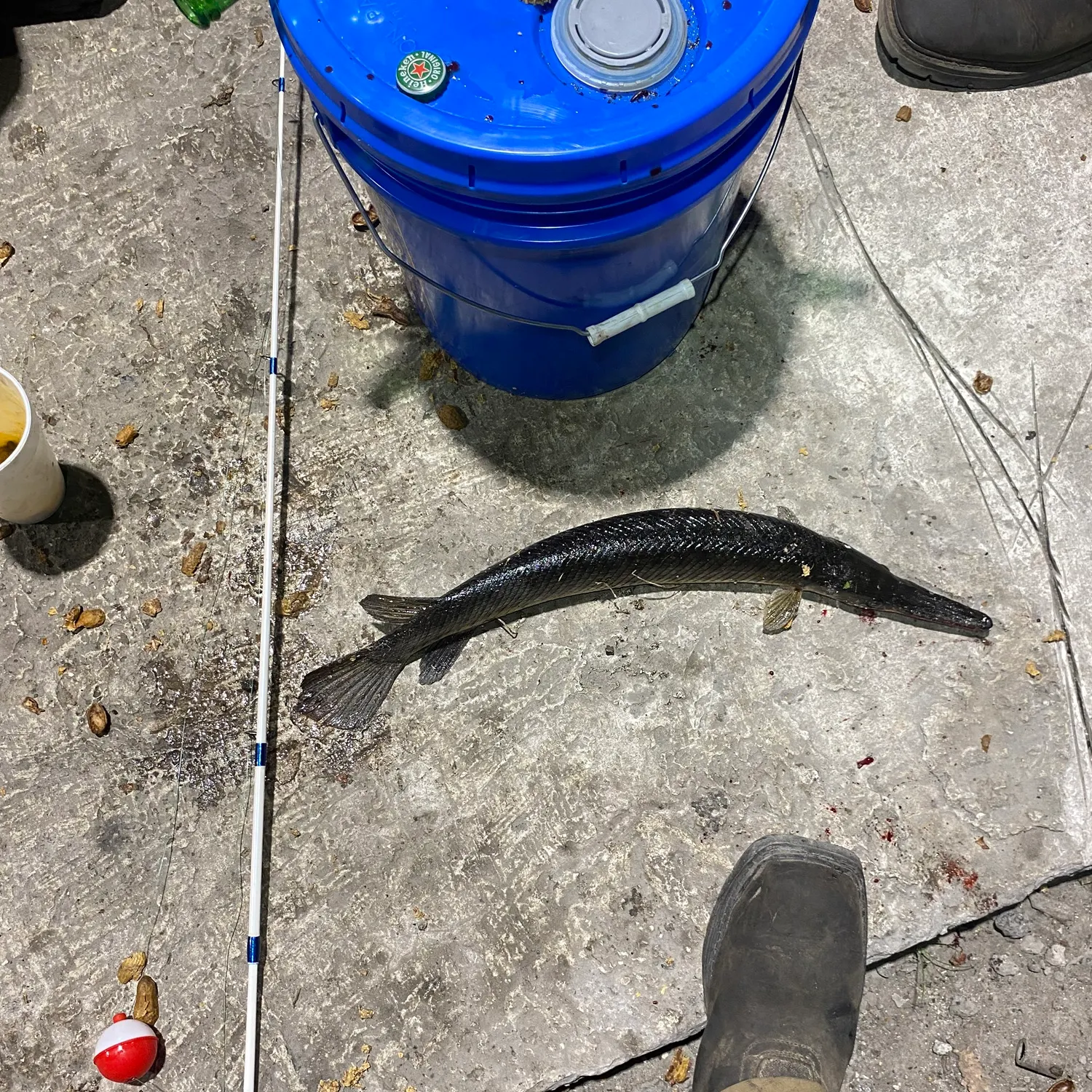 recently logged catches