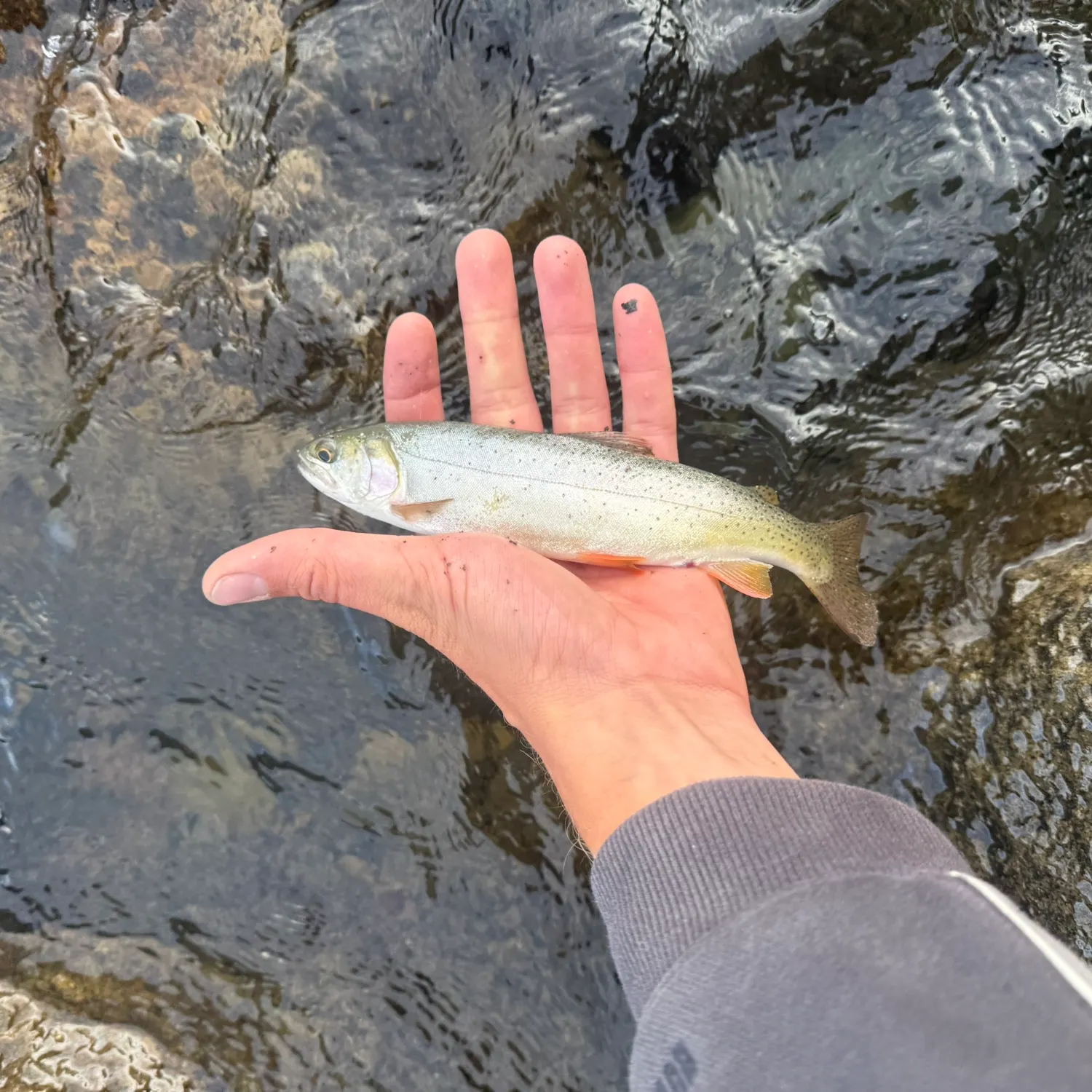Cutthroat trout caught on Fishbrain
