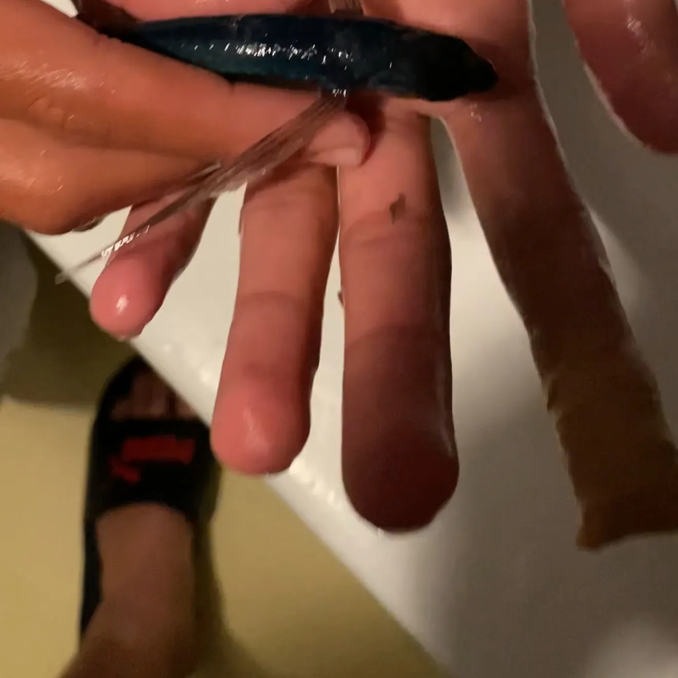 The most recent Sailfin flyingfish catches on Fishbrain