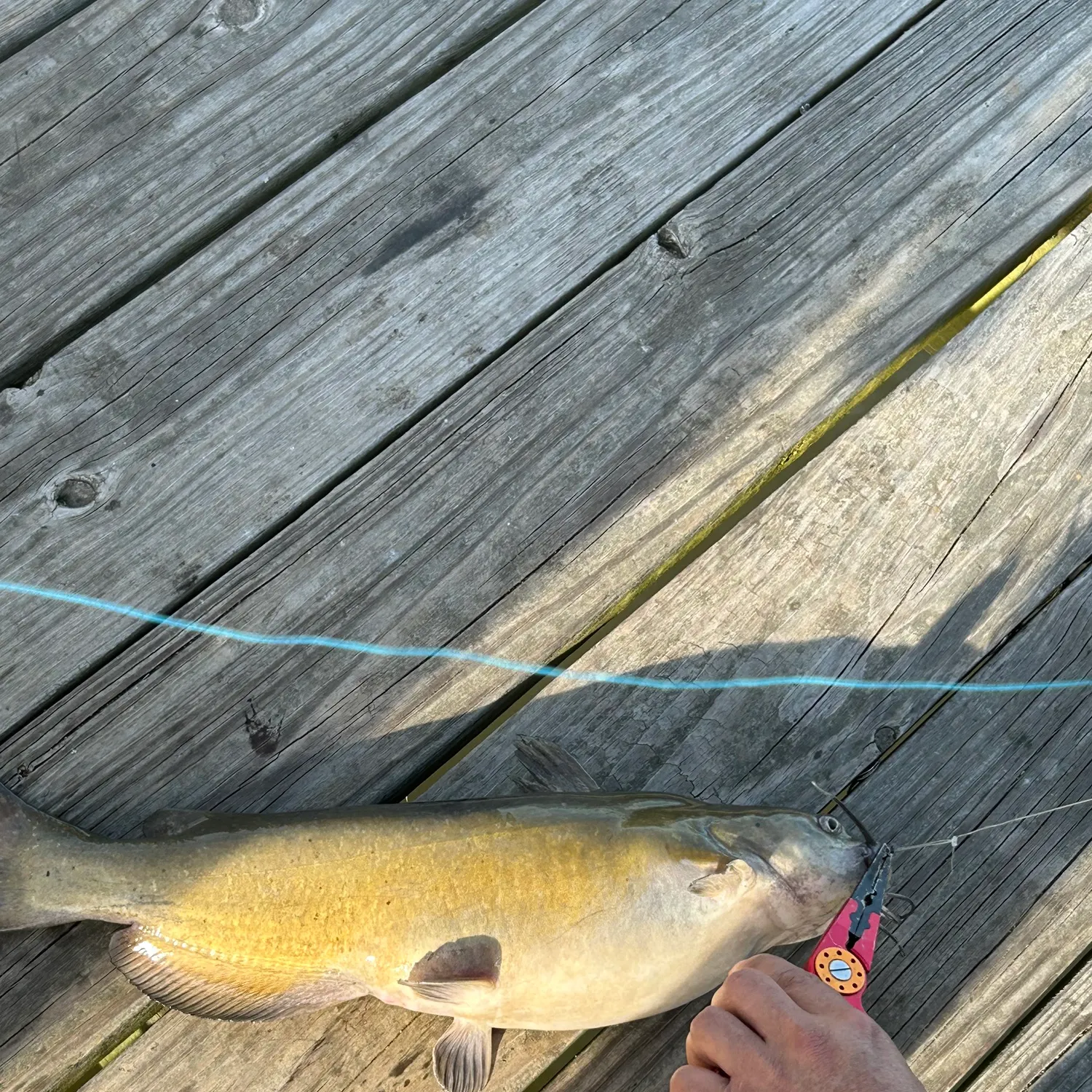 catch