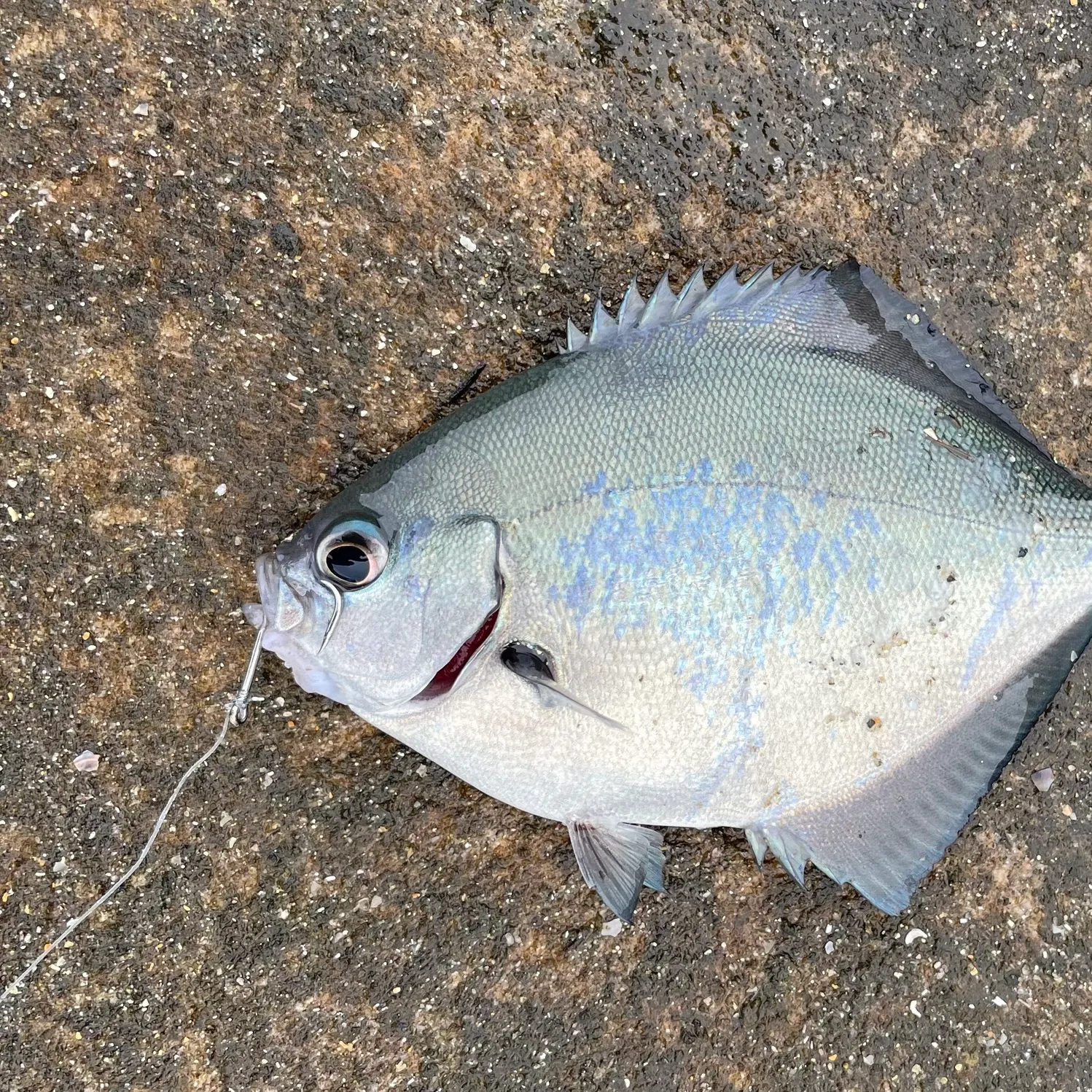 The most recent Silver sweep catches on Fishbrain