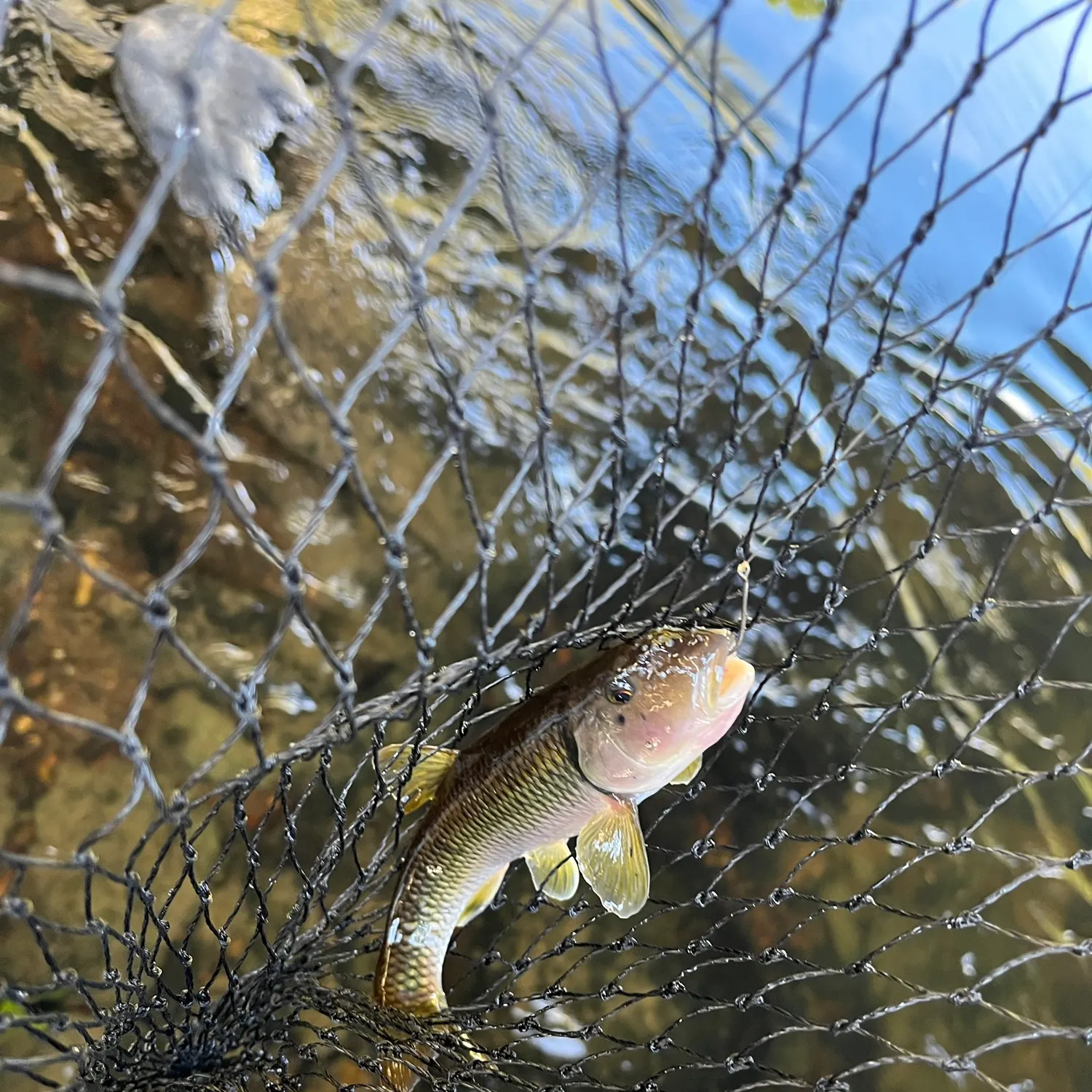 River chub caught on Fishbrain