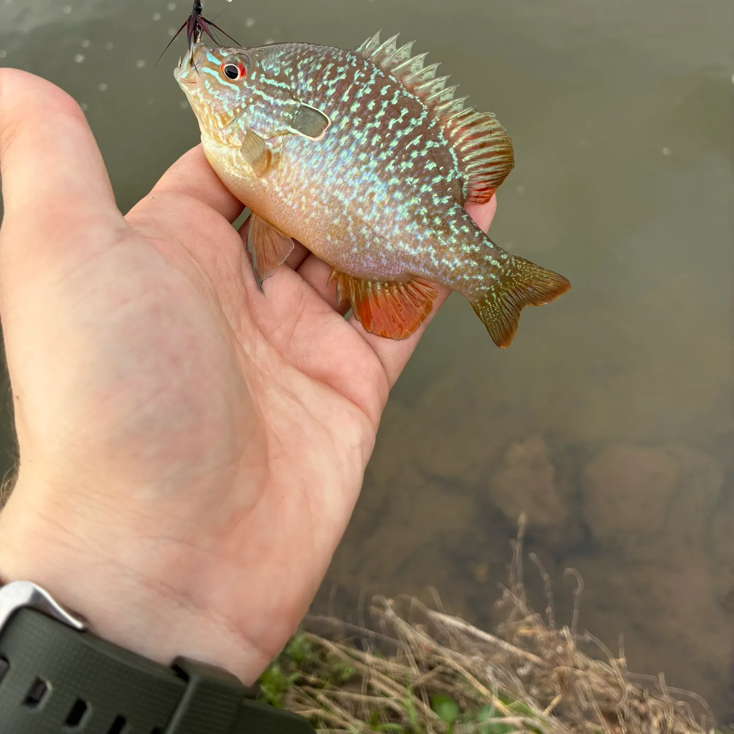 The most recent Swampland longear sunfish catches on Fishbrain