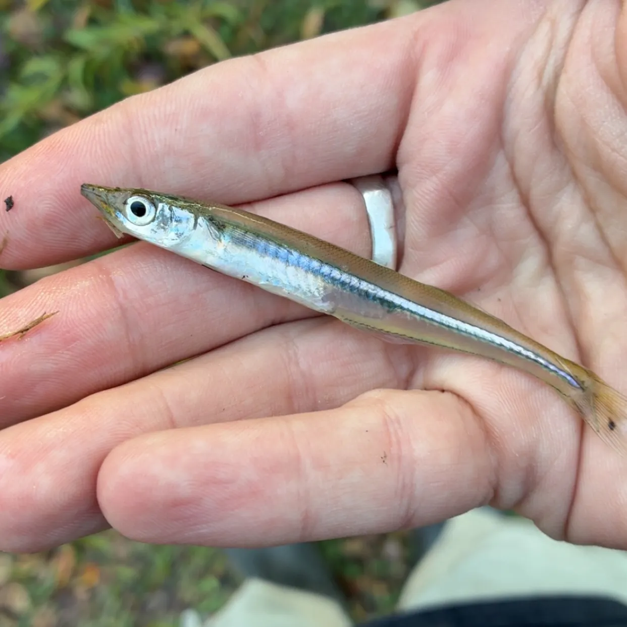 The most recent Brook silverside catches on Fishbrain