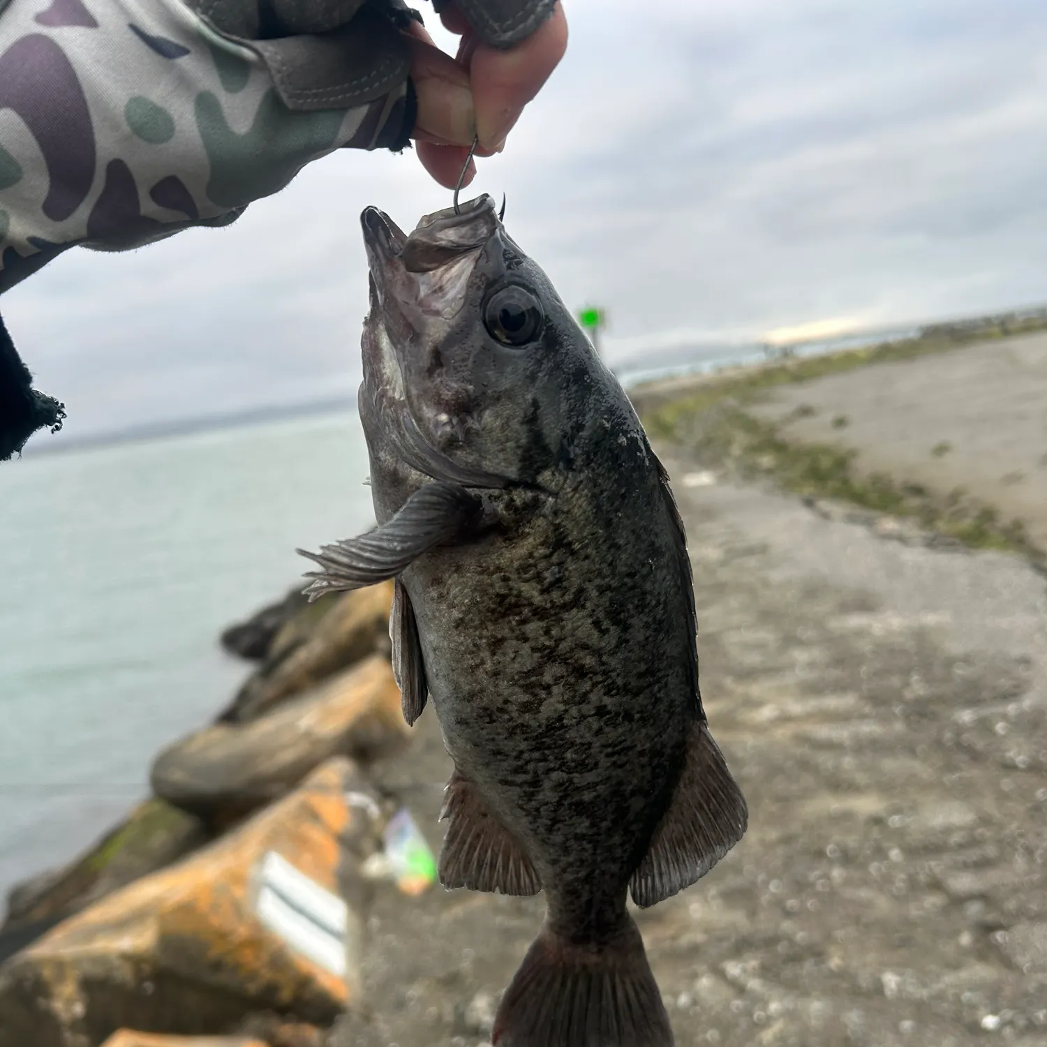 The most recent Black rockfish catches on Fishbrain