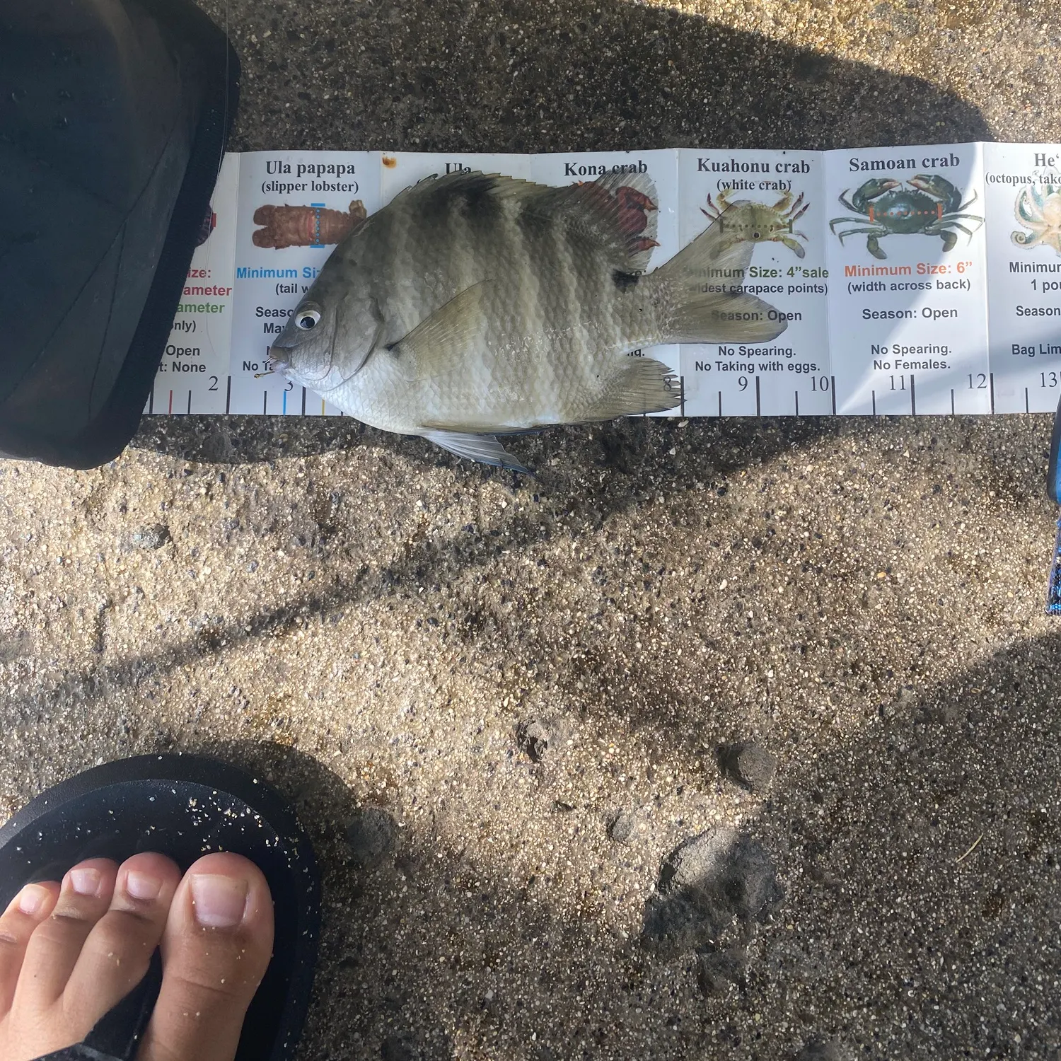The most recent Blackspot sergeant catches on Fishbrain