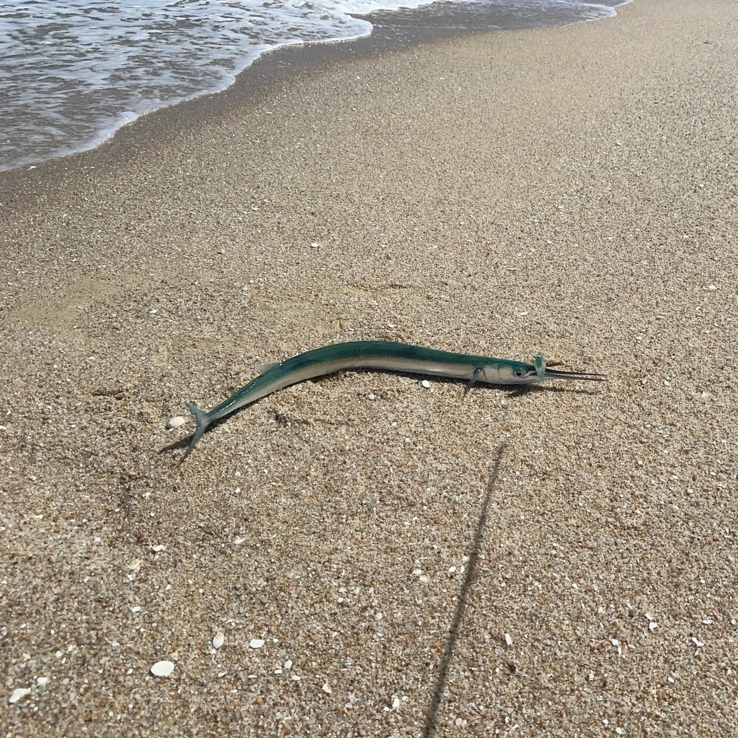 The most recent Mexican needlefish catches on Fishbrain