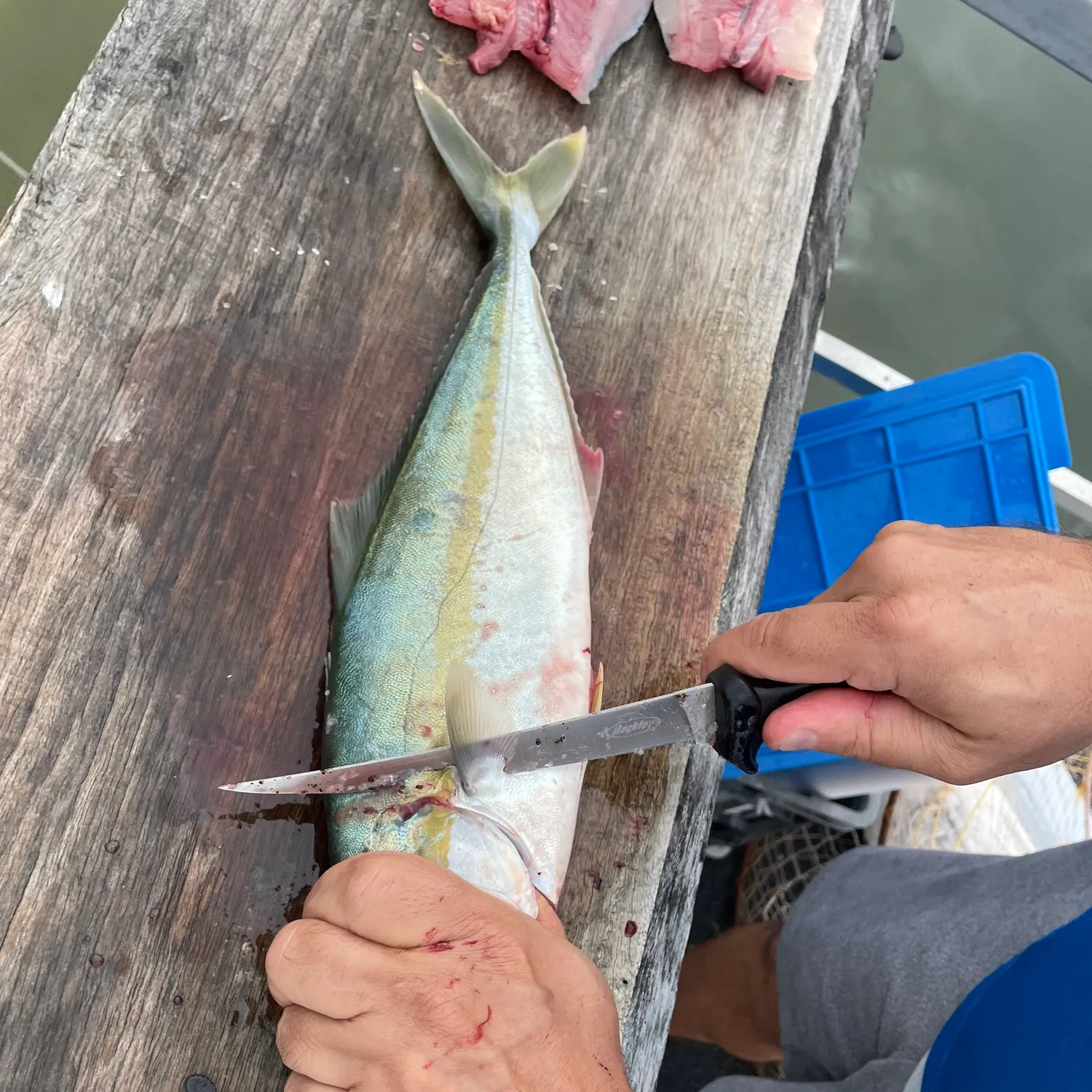 The most recent Southern yellowtail amberjack catches on Fishbrain