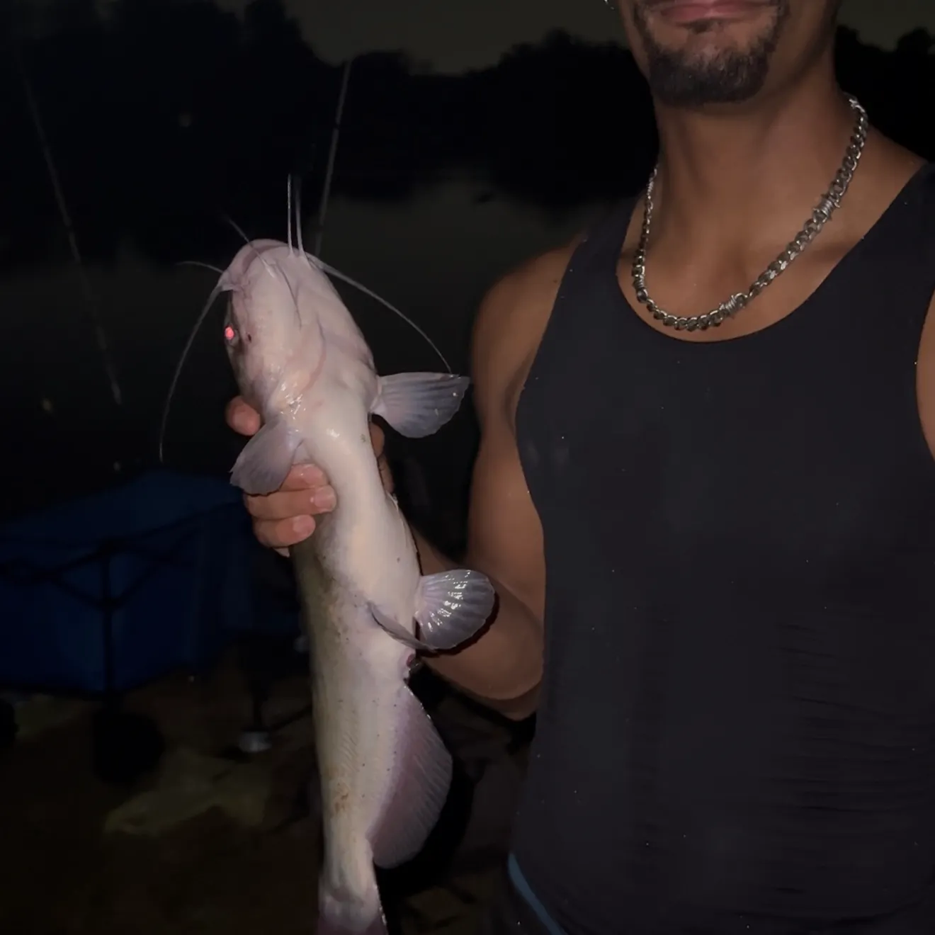 Channel catfish caught on Fishbrain