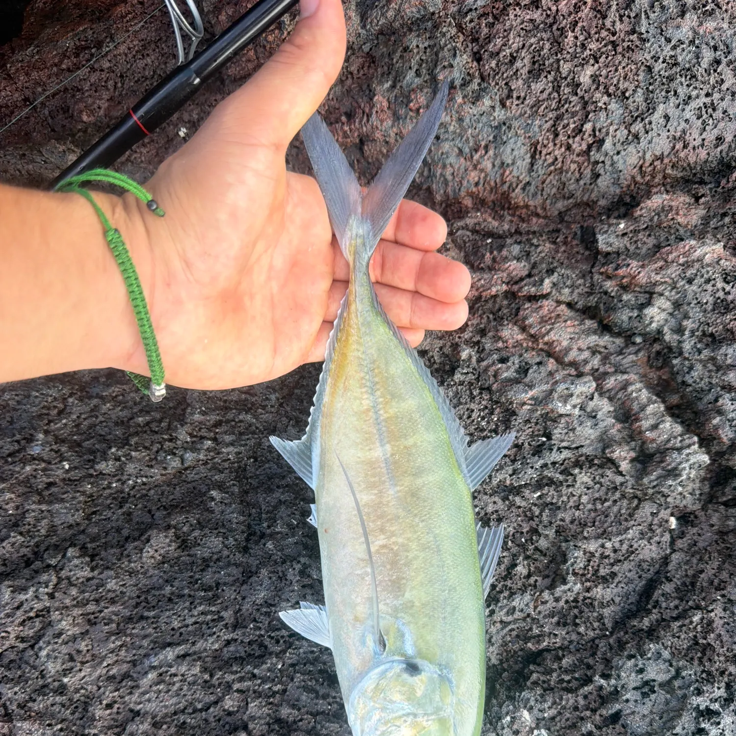 Bluefin trevally caught on Fishbrain