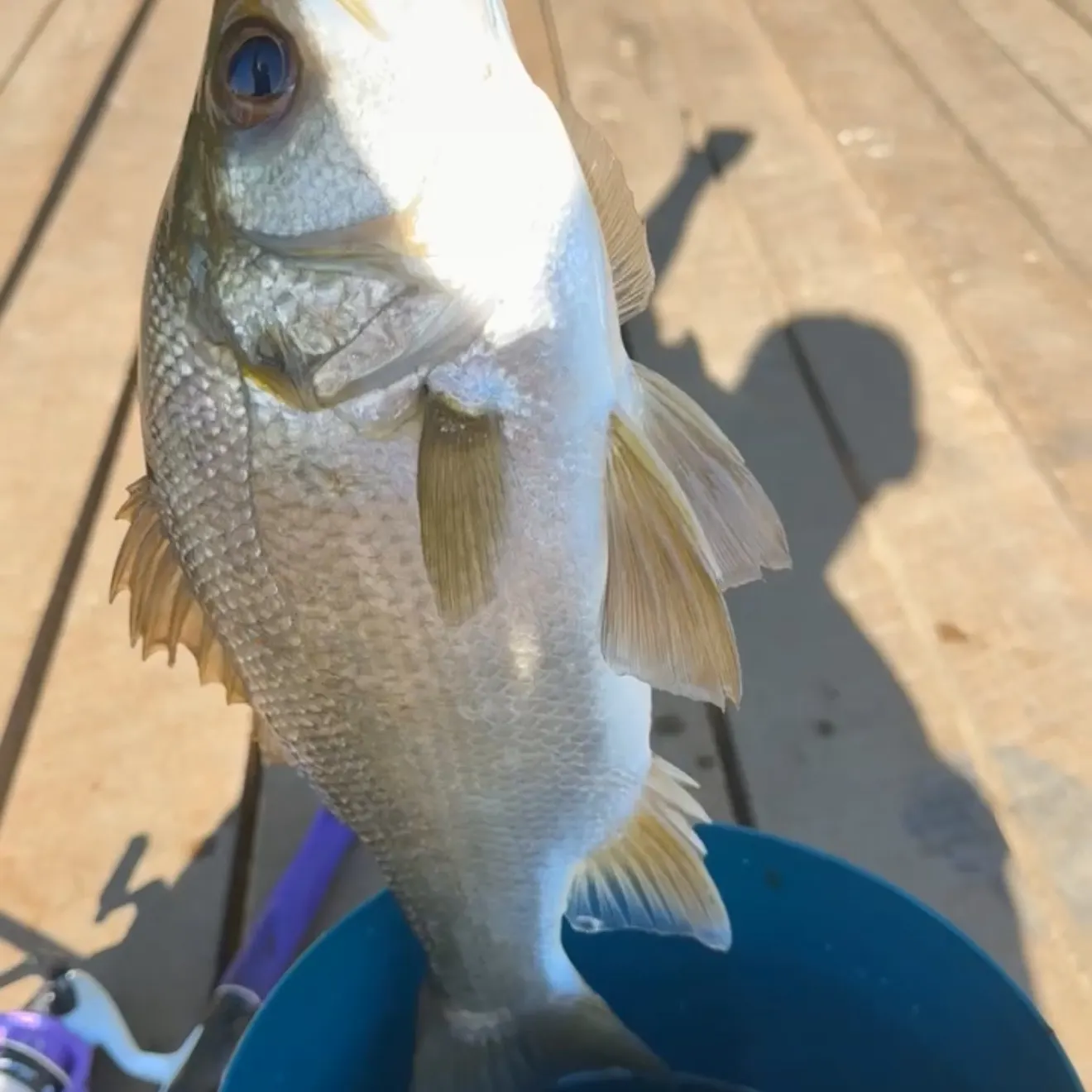Estuary perch caught on Fishbrain