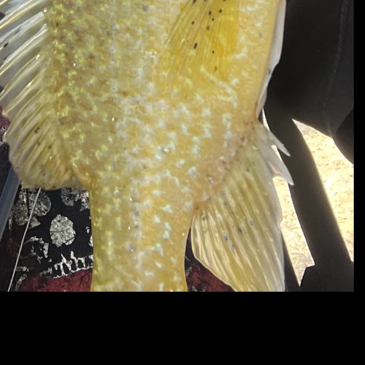 Green sunfish caught on Fishbrain