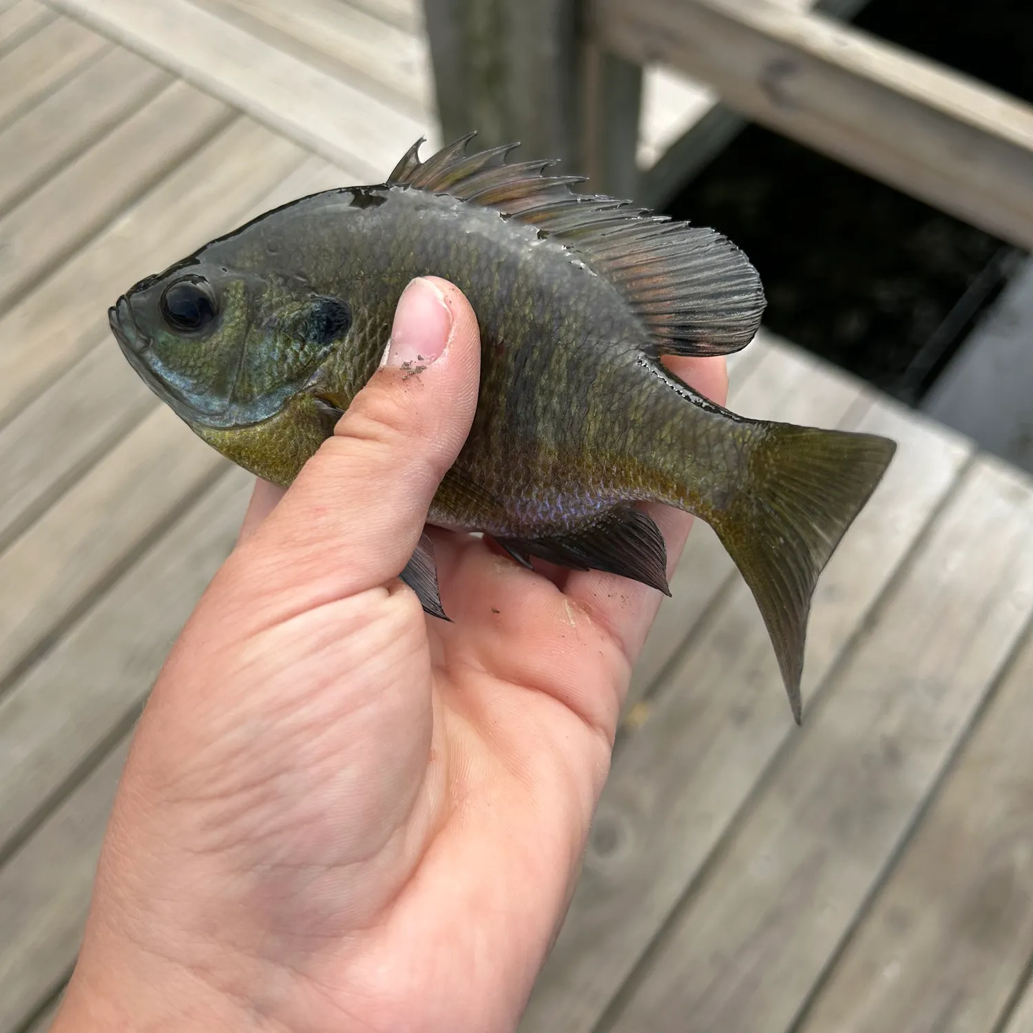 Bluegill caught on Fishbrain