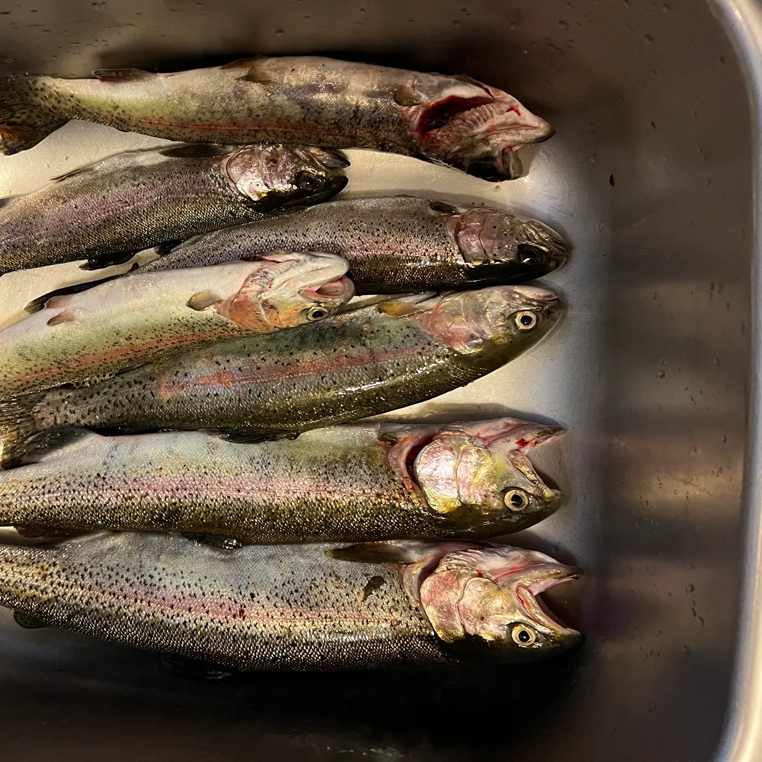Rainbow trout caught on Fishbrain