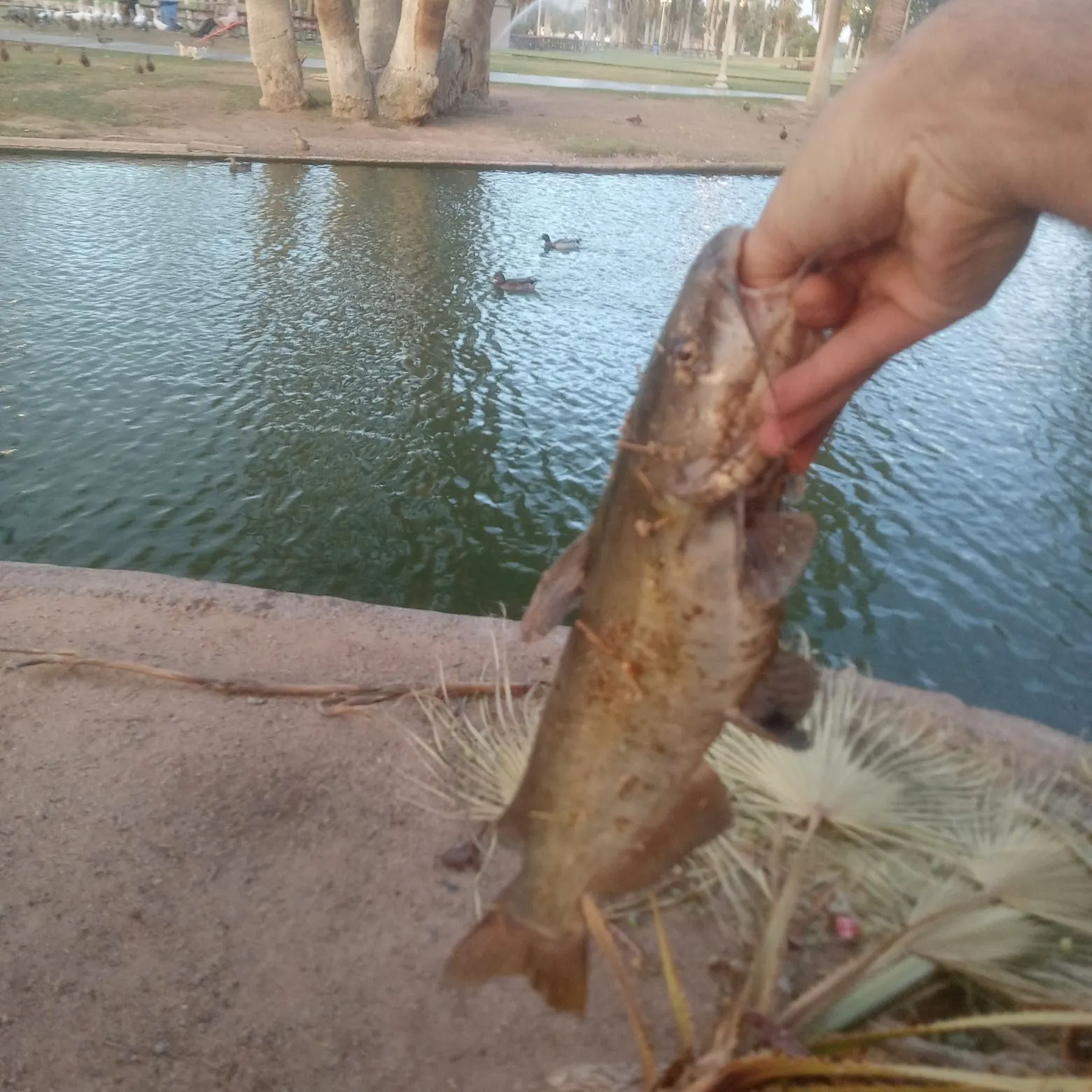 catch