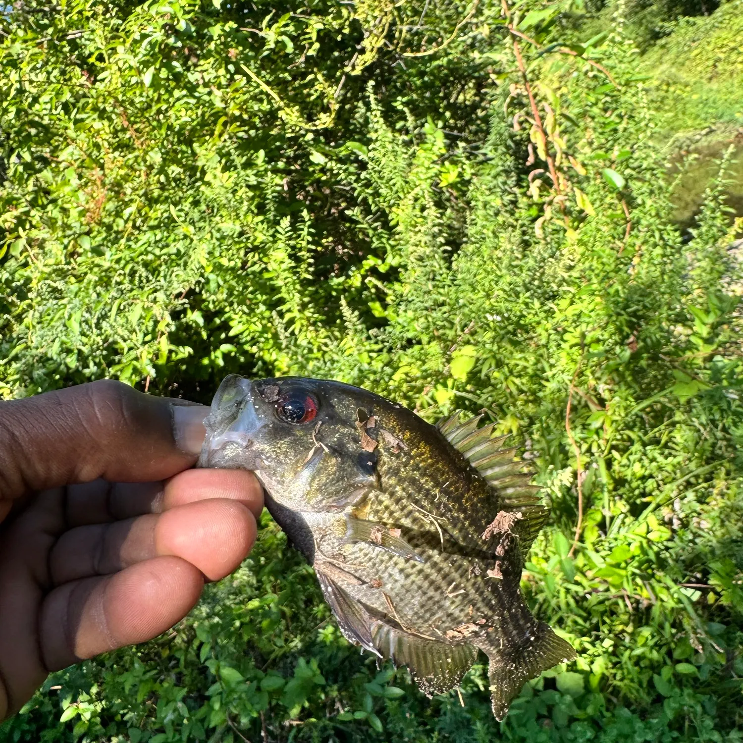 Rock bass caught on Fishbrain