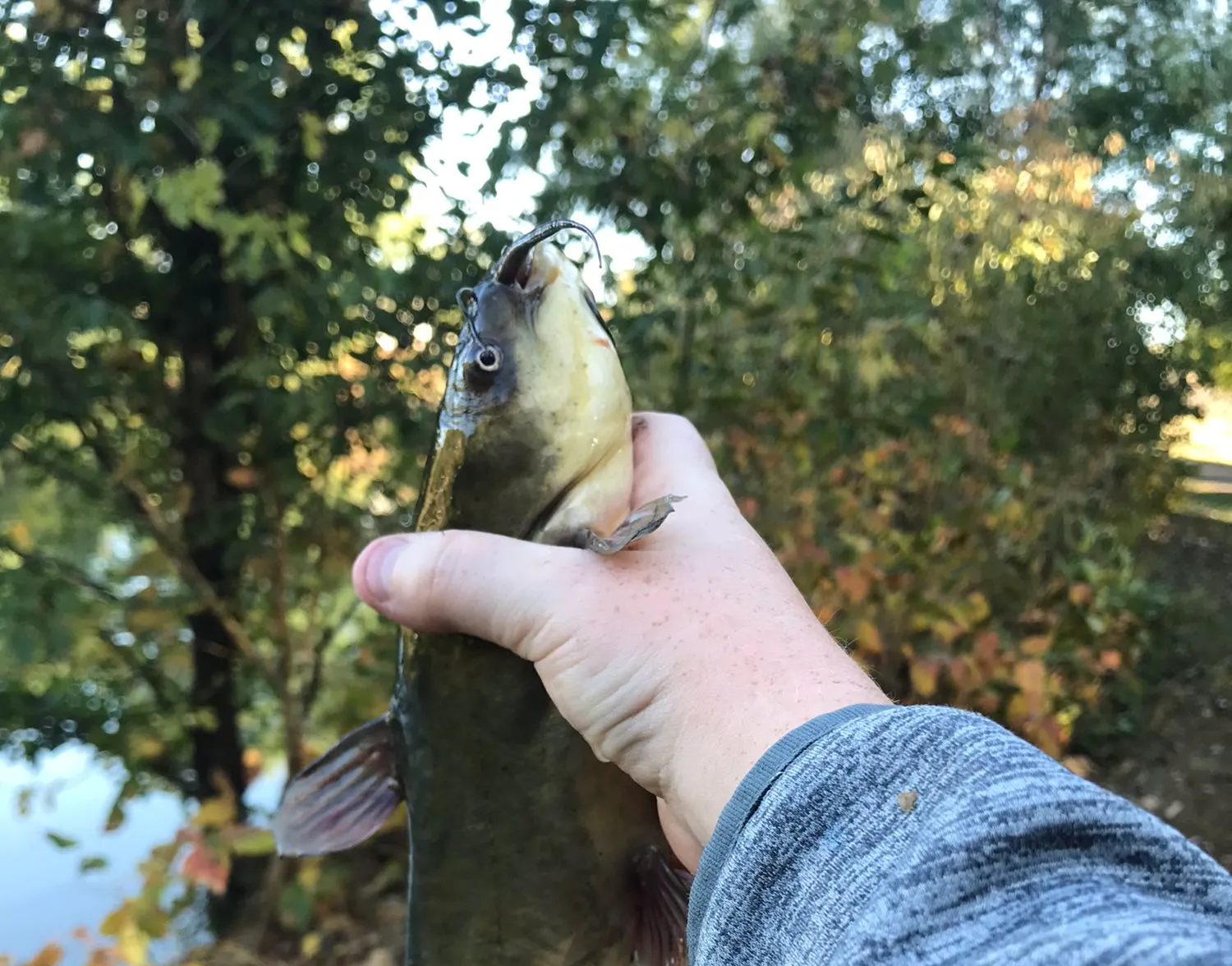 Yellow bullhead