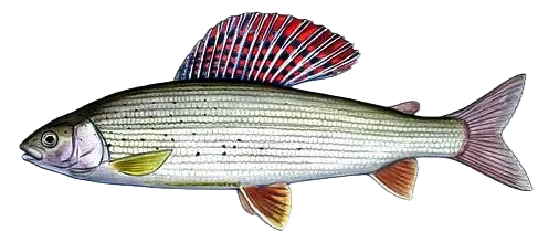 European grayling