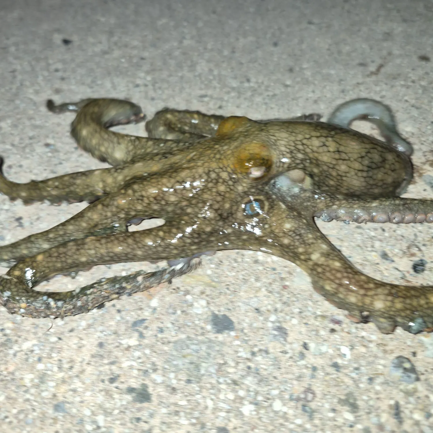 The most recent California two-spot octopus catches on Fishbrain