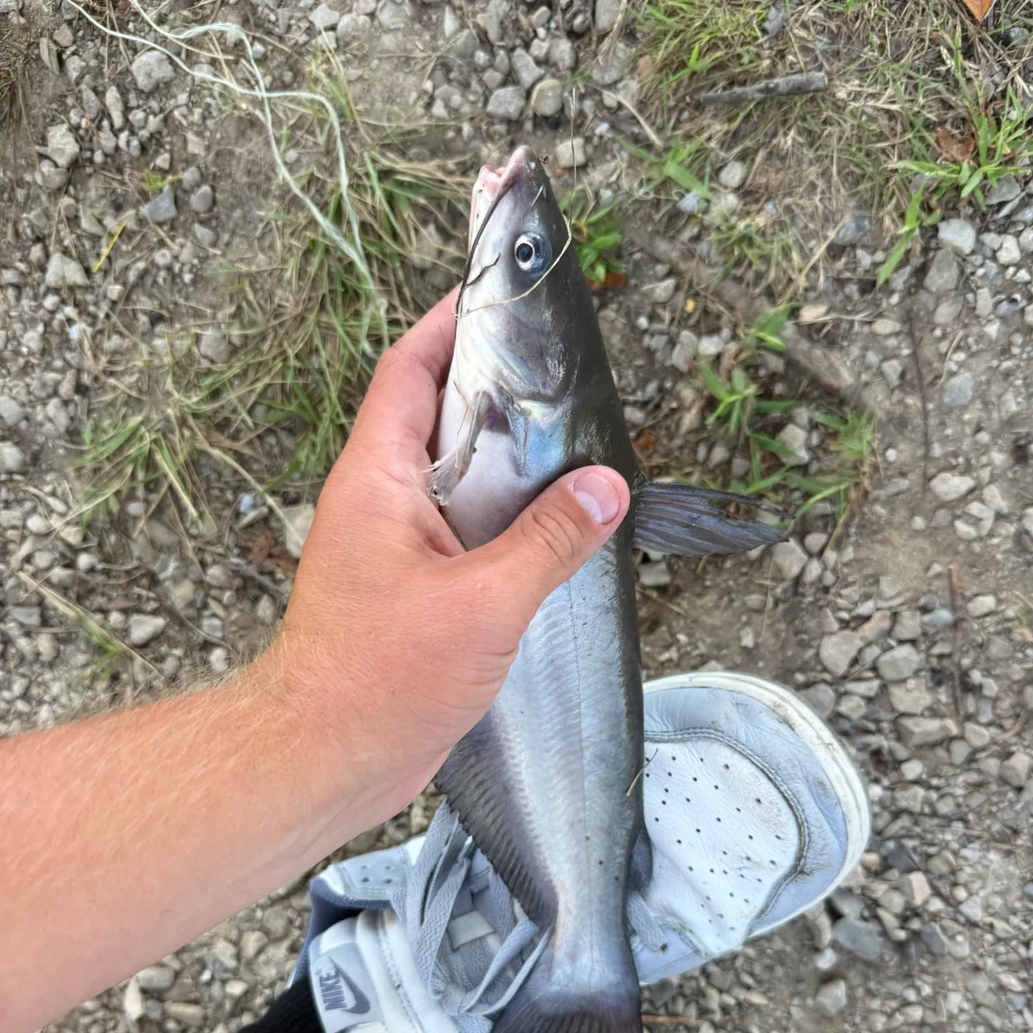 Blue catfish caught on Fishbrain