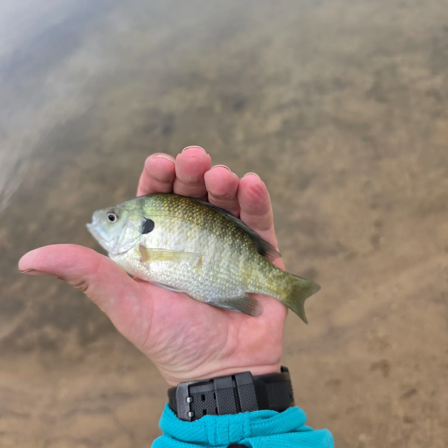 Bluegill caught on Fishbrain