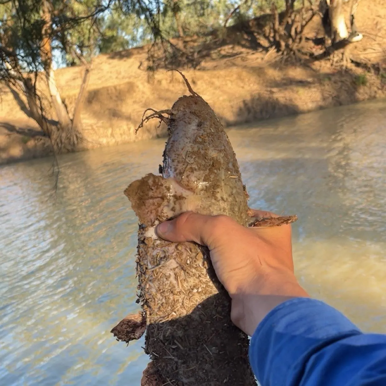 The most recent Dewfish catches on Fishbrain