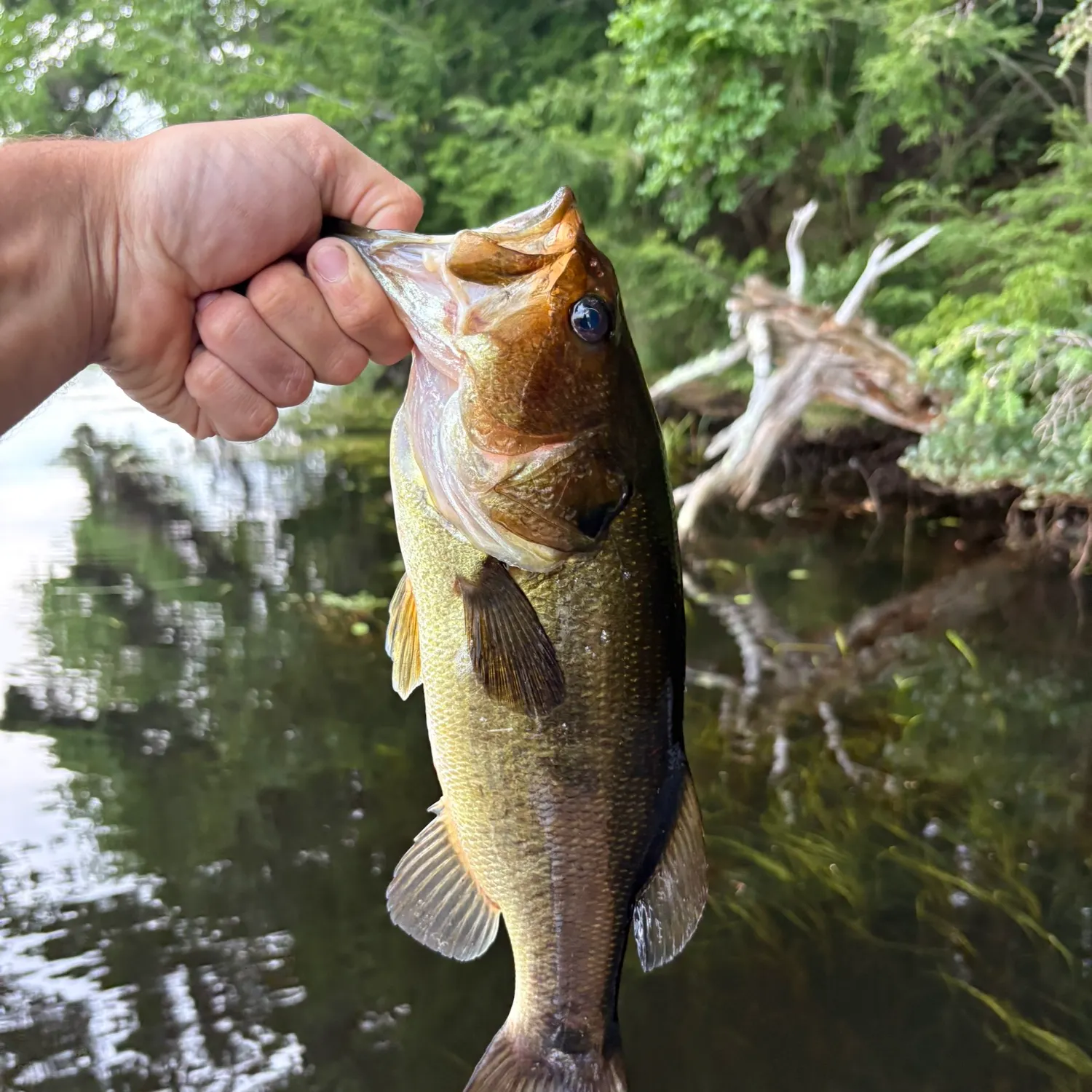 Largemouth bass caught on Fishbrain