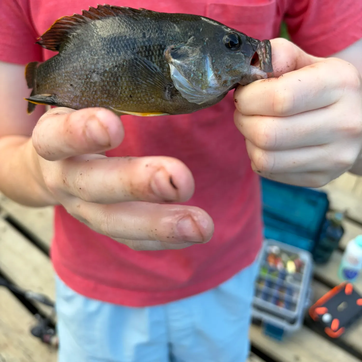 Warmouth x green sunfish caught on Fishbrain