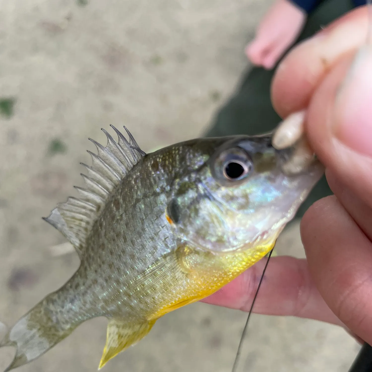 catch
