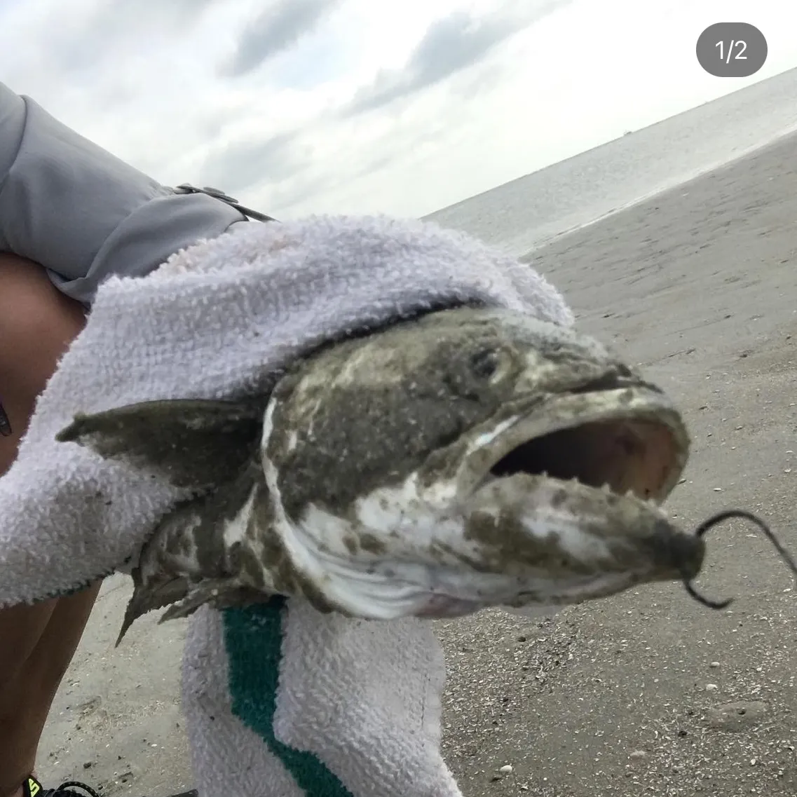angler catch