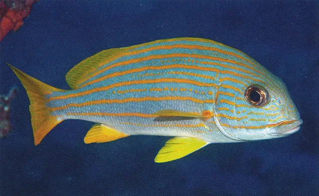 Yellow-striped sweetlips