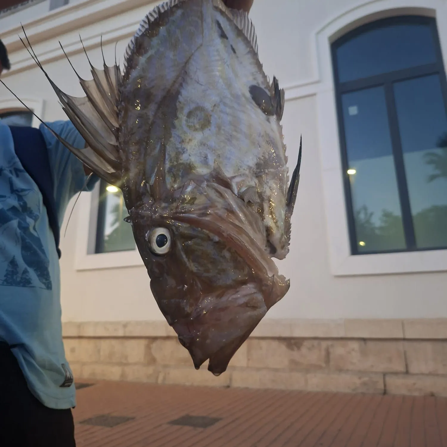 The most recent John dory catches on Fishbrain