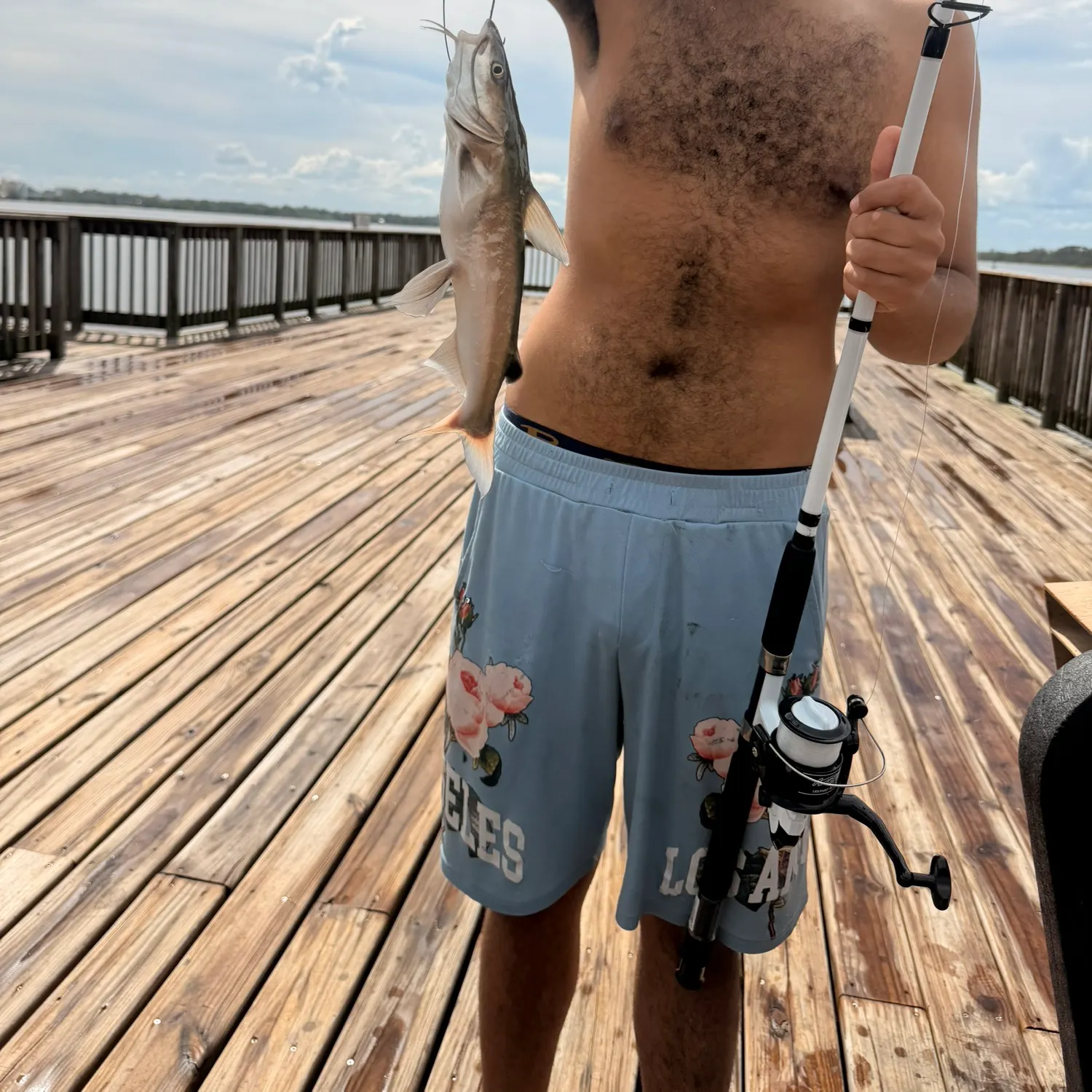 Hardhead sea catfish caught on Fishbrain