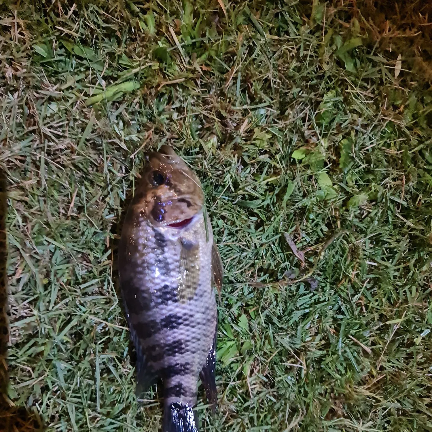 Jaguar cichlid caught on Fishbrain