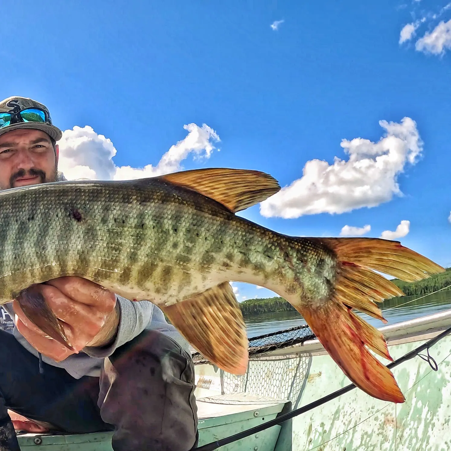 The most recent Muskellunge catches on Fishbrain