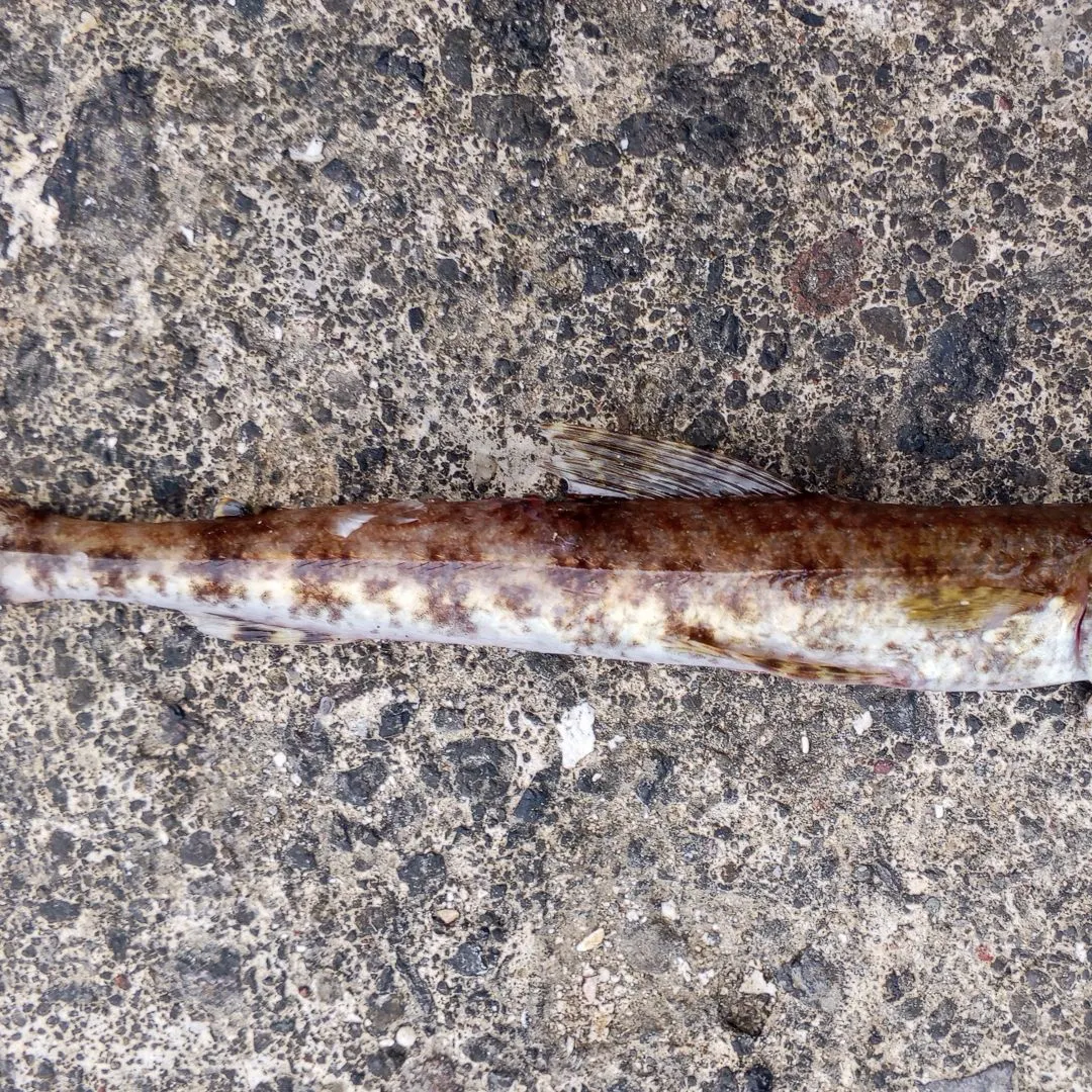 The most recent Lighthouse lizardfish catches on Fishbrain