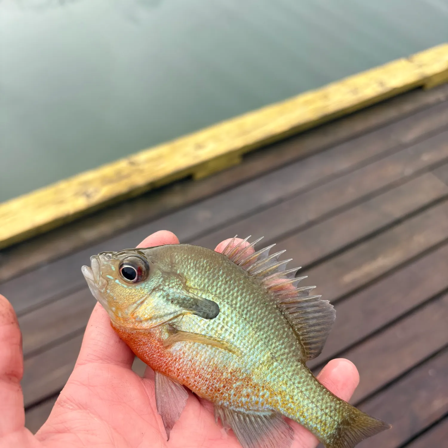 Redbreast sunfish caught on Fishbrain