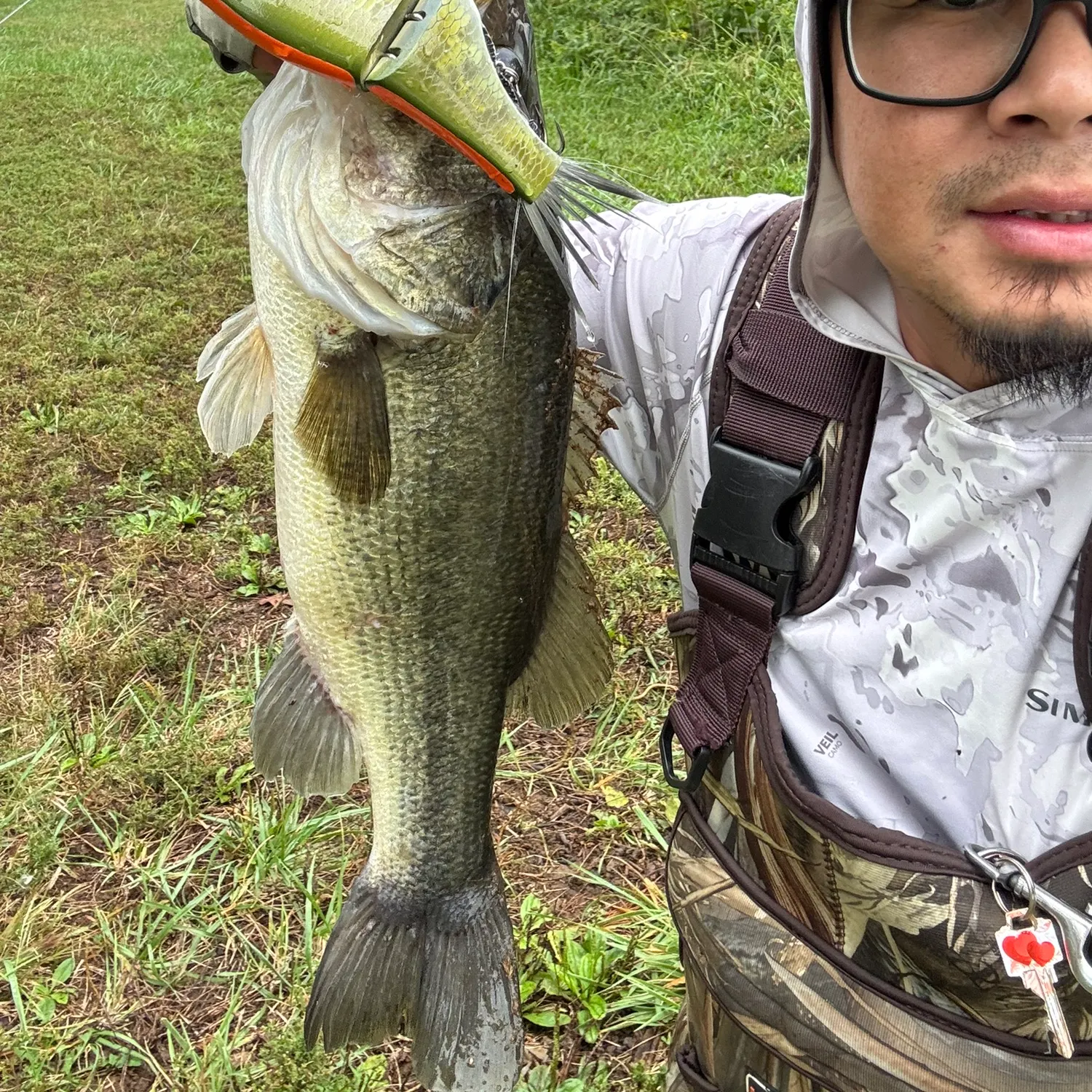 Largemouth bass caught on Fishbrain