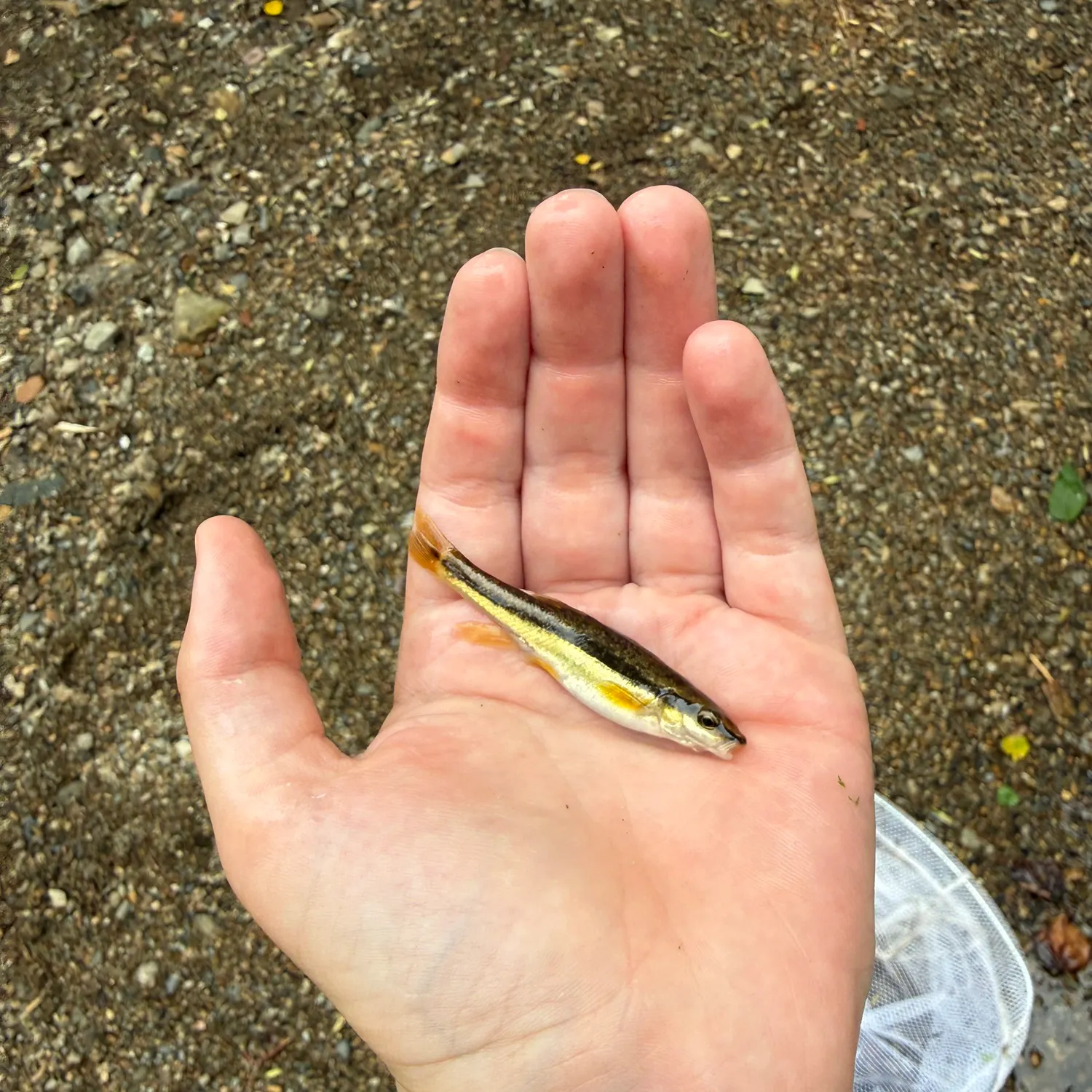 The most recent Eastern blacknose dace catches on Fishbrain