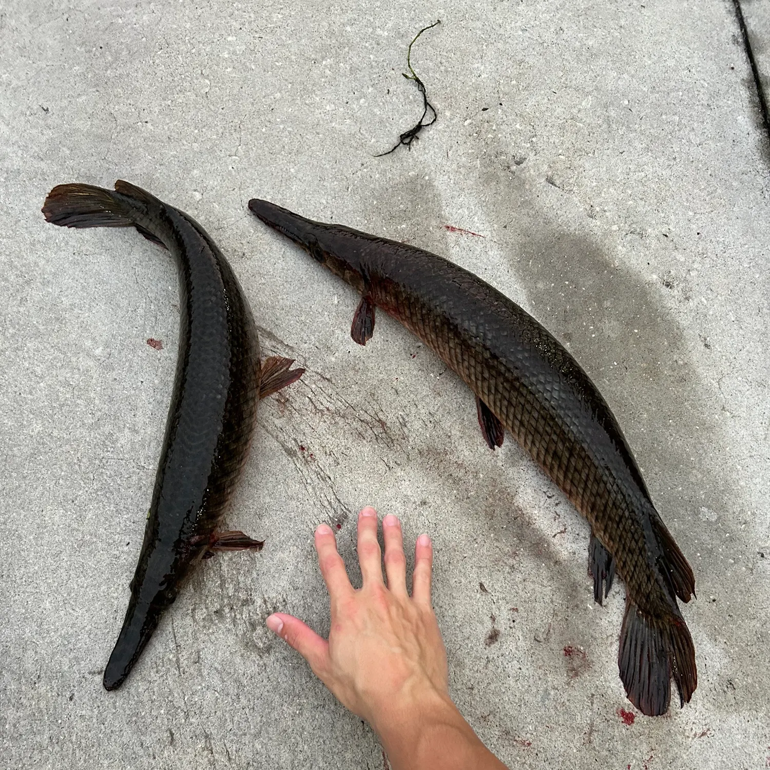 The most recent Spotted gar catches on Fishbrain
