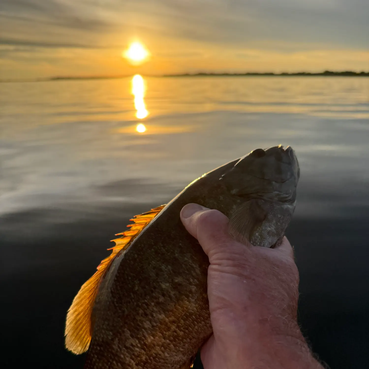 Smallmouth bass caught on Fishbrain