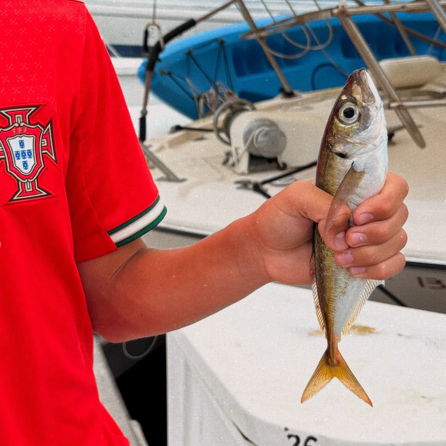 The most recent Blue mackerel catches on Fishbrain